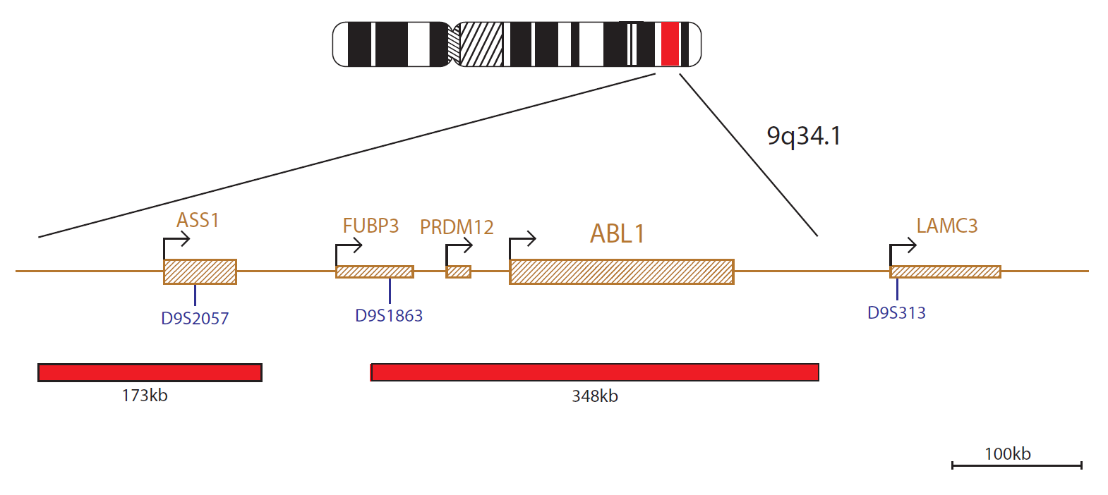 Fluorescence in situ hybridisation (FISH) chromosome map showing a probe targeting the ABL (ABL1) gene.