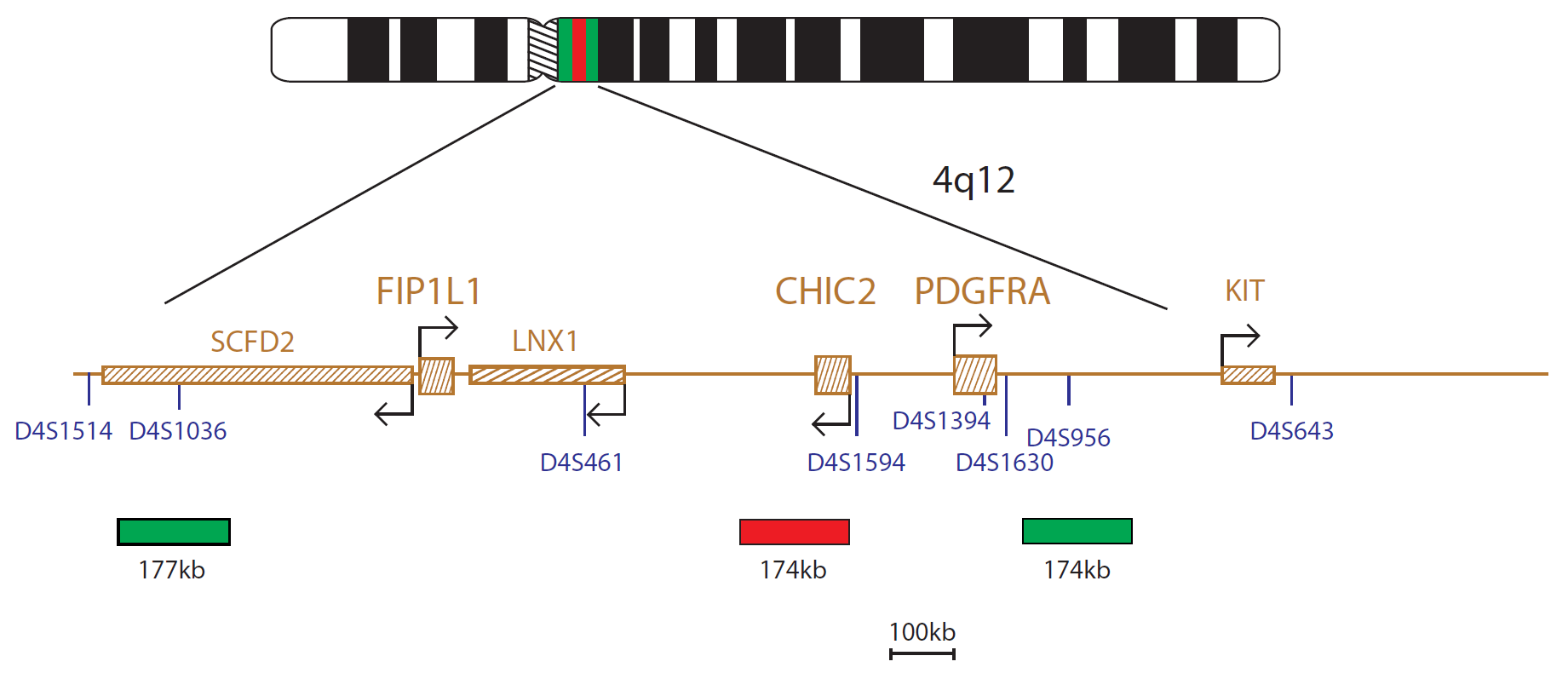 Fluorescence in situ hybridization (FISH) chromosome map showing a probe targeting the FIP1L1, CHIC2 and PDGFRA genes.
