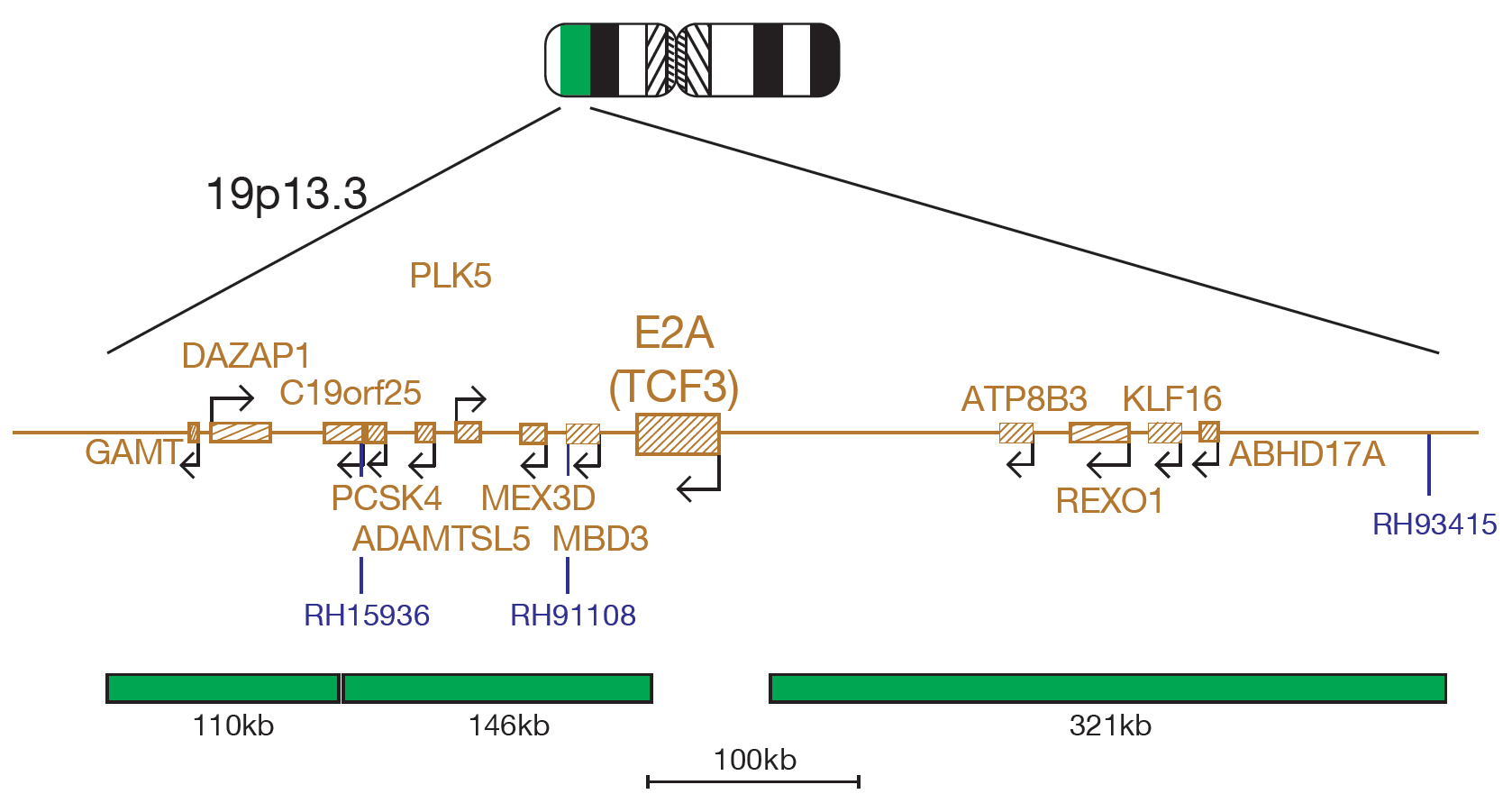 Fluorescence in situ hybridization (FISH) chromosome map showing a probe targeting the E2A (TCF3) gene.