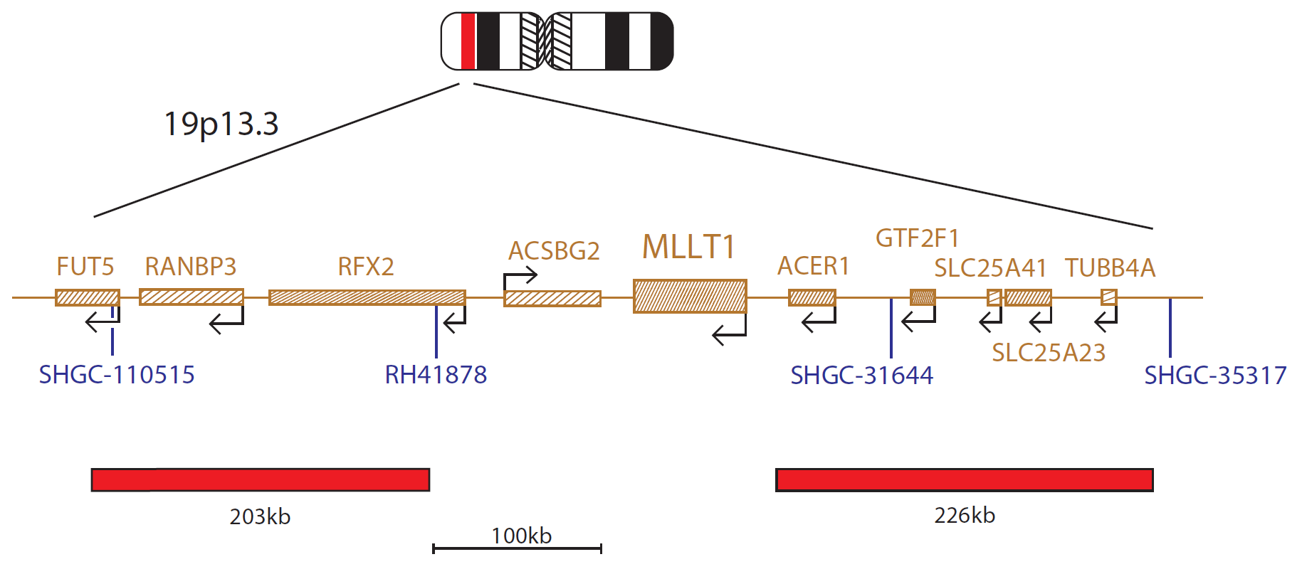 Fluorescence in situ hybridization (FISH) chromosome map showing a probe targeting the MLLT1 gene.