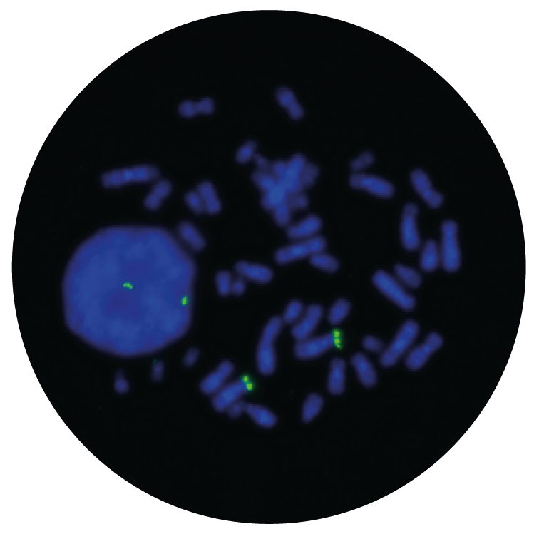 Fluorescence in situ hybridization (FISH) microscope image of the CytoCell TAS2R1 (5p15.31) Probe Green.