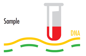 Sample DNA