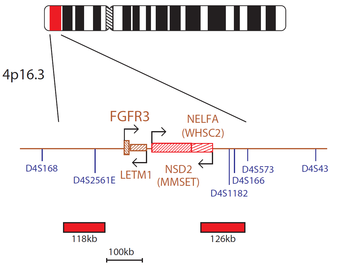 Fluorescence in situ hybridization (FISH) chromosome map showing a probe targeting the FGFR3 gene.