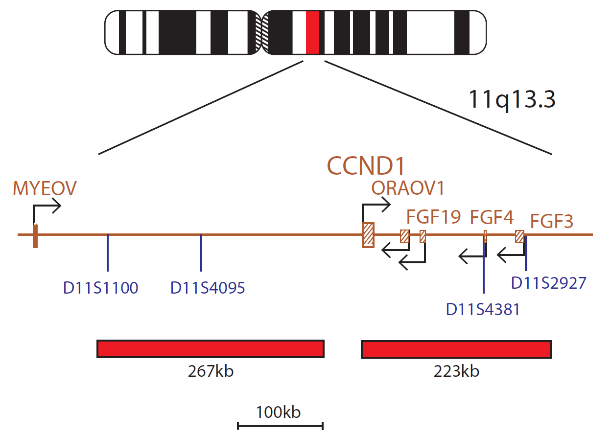 Fluorescence in situ hybridisation (FISH) chromosome map showing a probe targeting the CCND1 gene.
