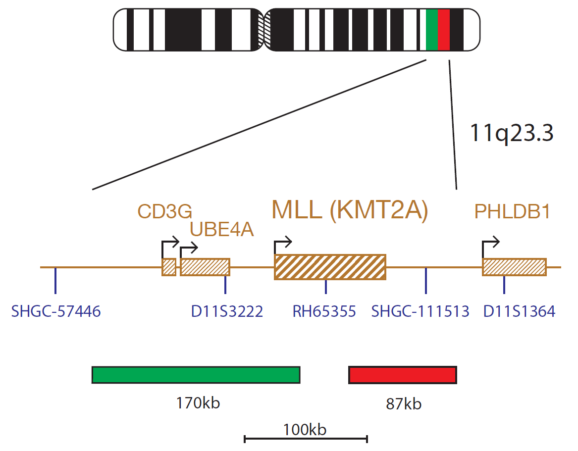 Fluorescence in situ hybridization (FISH) chromosome map showing a probe targeting the MLL (KMT2A) gene.