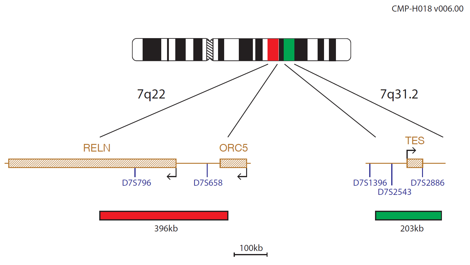 Fluorescence in situ hybridisation (FISH) chromosome map showing a probe targeting the regions 7q22 and 7q31.2.
