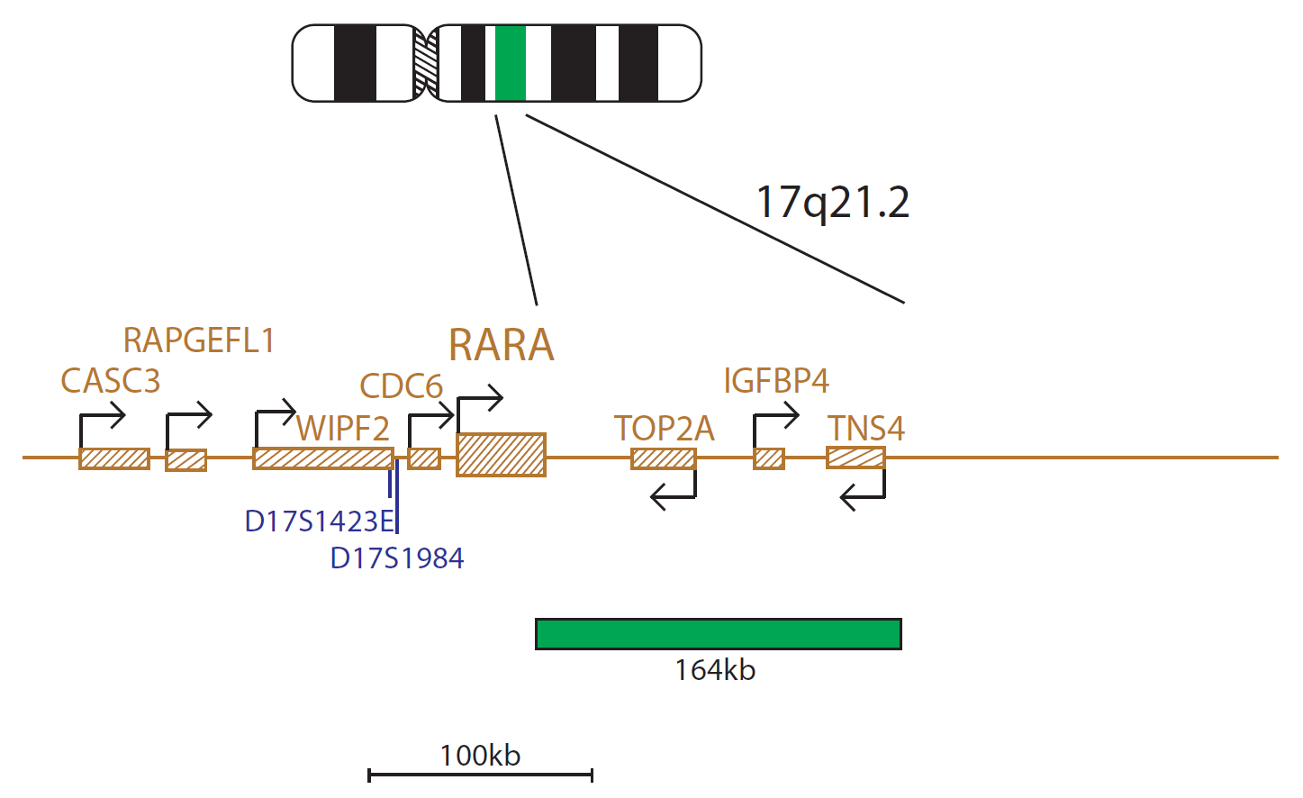 Fluorescence in situ hybridization (FISH) chromosome map showing a probe targeting the RARα (RARA) gene.
