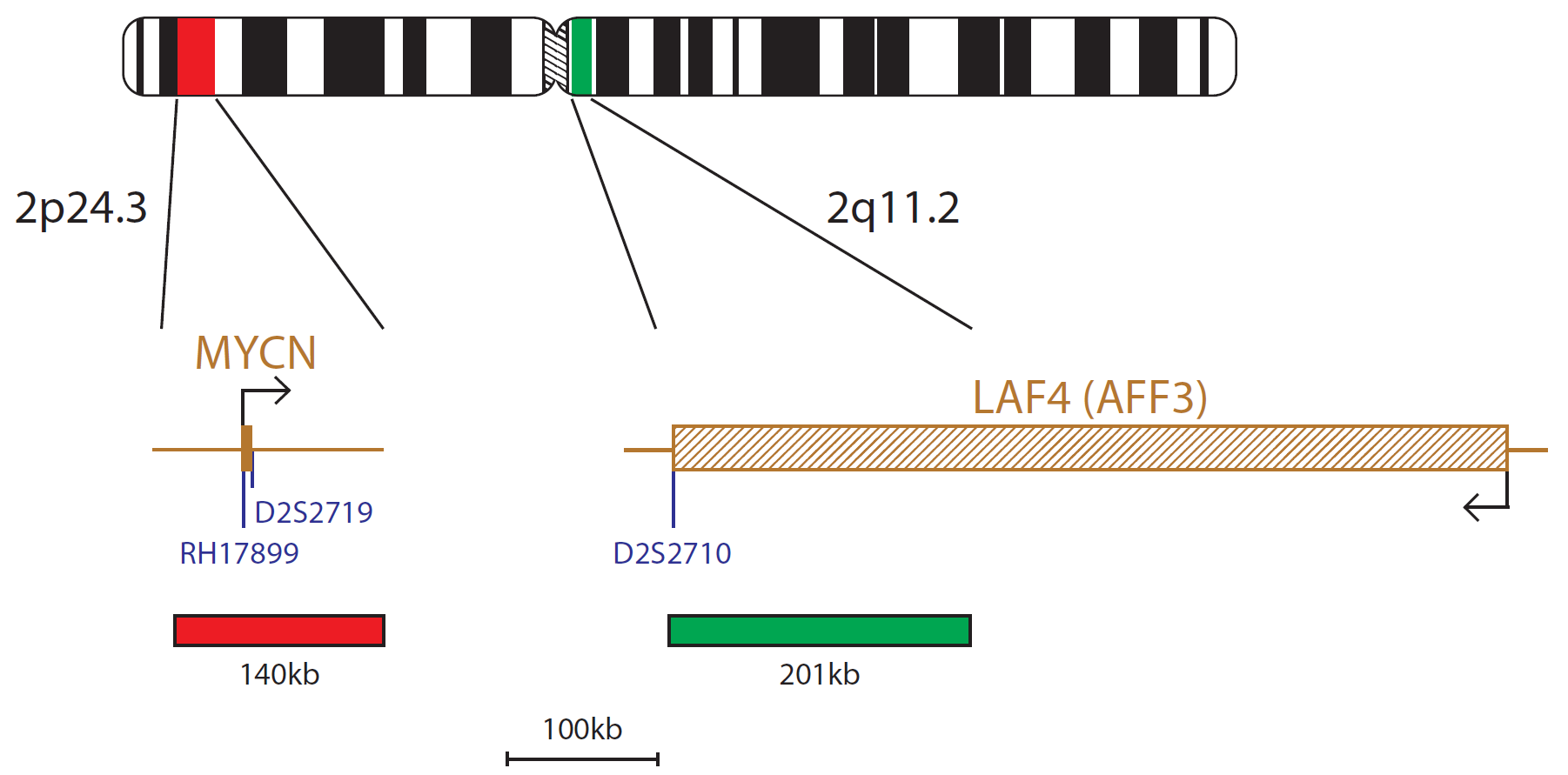 Fluorescence in situ hybridisation (FISH) chromosome map showing a probe targeting the N-MYC (MYCN) gene.
