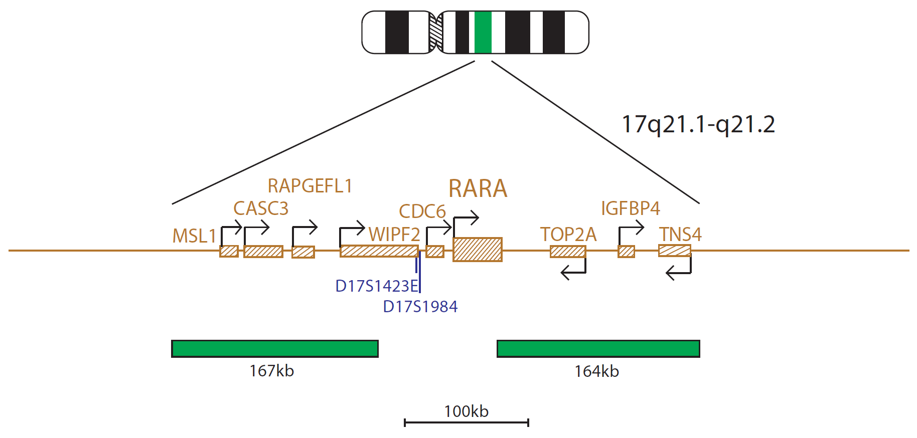 Fluorescence in situ hybridisation (FISH) chromosome map showing a probe targeting the RARα (RARA) gene.