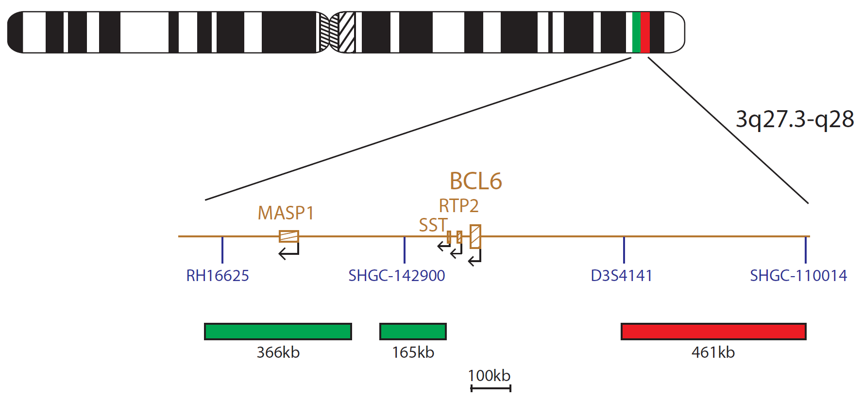 Fluorescence in situ hybridization (FISH) chromosome map showing a probe mix targeting the BCL6 gene.