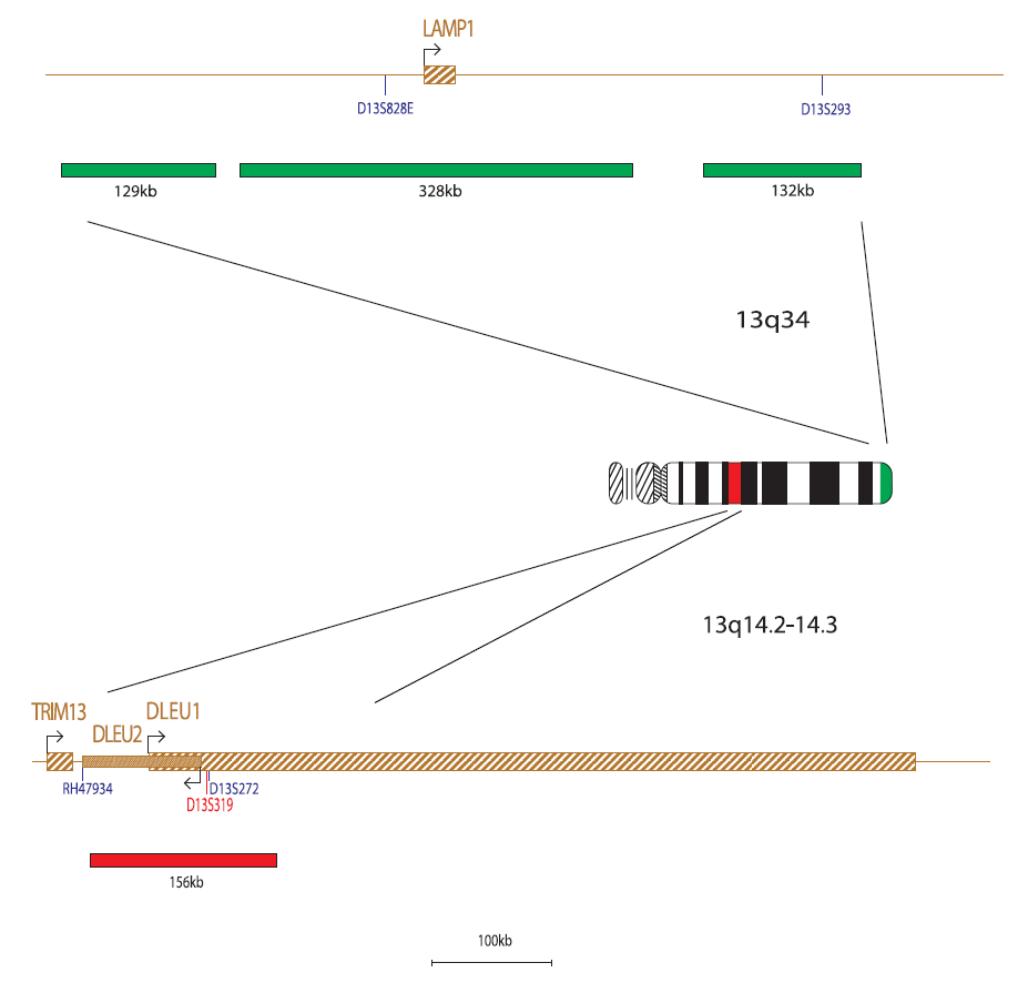 Fluorescence in situ hybridisation (FISH) chromosome map showing a probe targeting the regions 13q14.2-14.3 and 13q34.