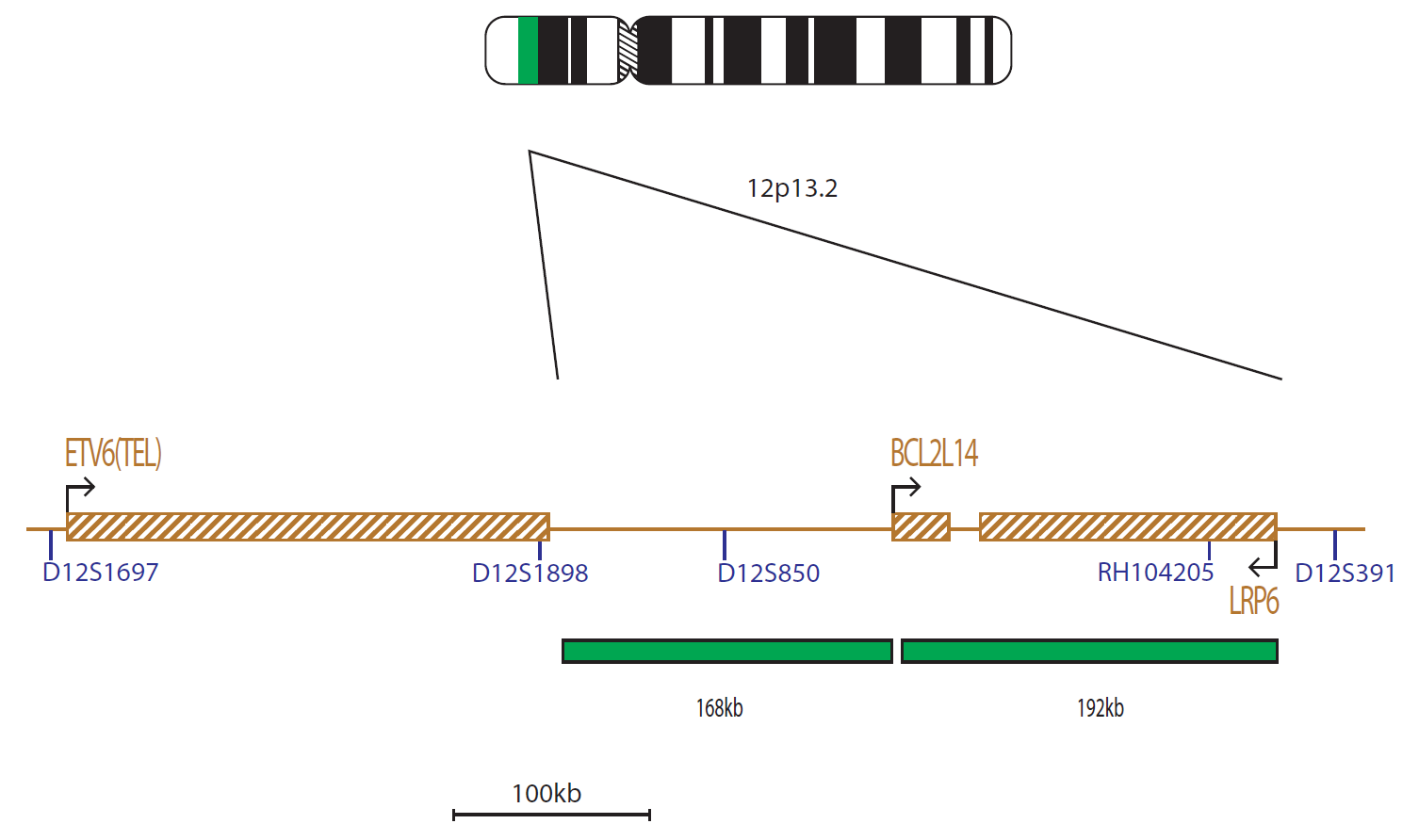Fluorescence in situ hybridization (FISH) chromosome map showing a probe mix proximal to the ETV6 (TEL) gene.