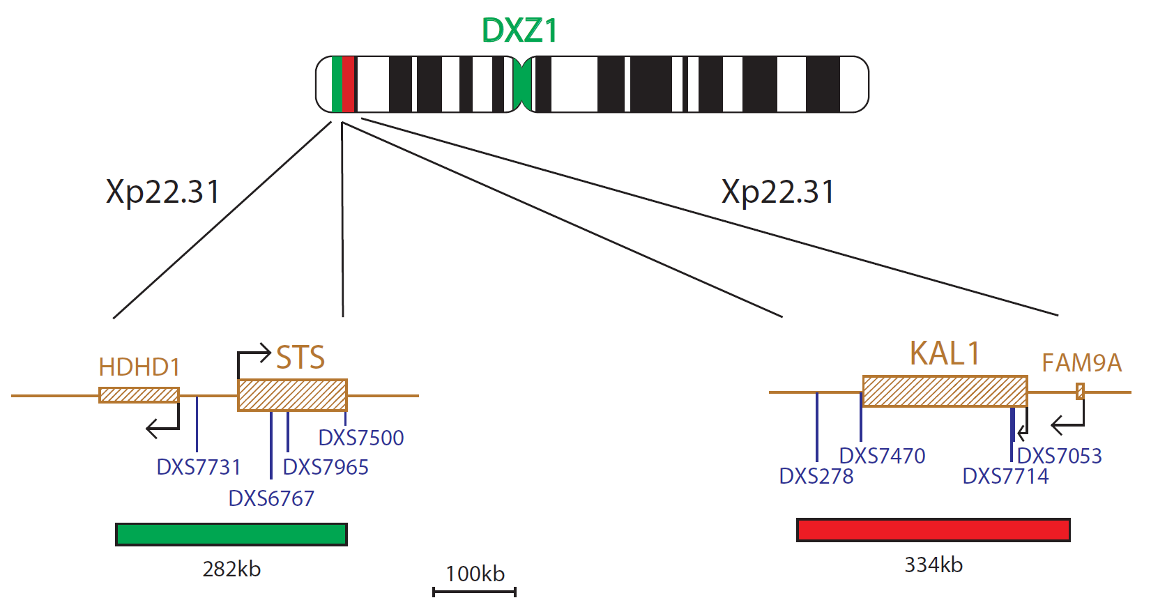 FISH chromosome map showing a probe targeting regions associated with Kallmann syndrome (KAL1 gene) and STS.