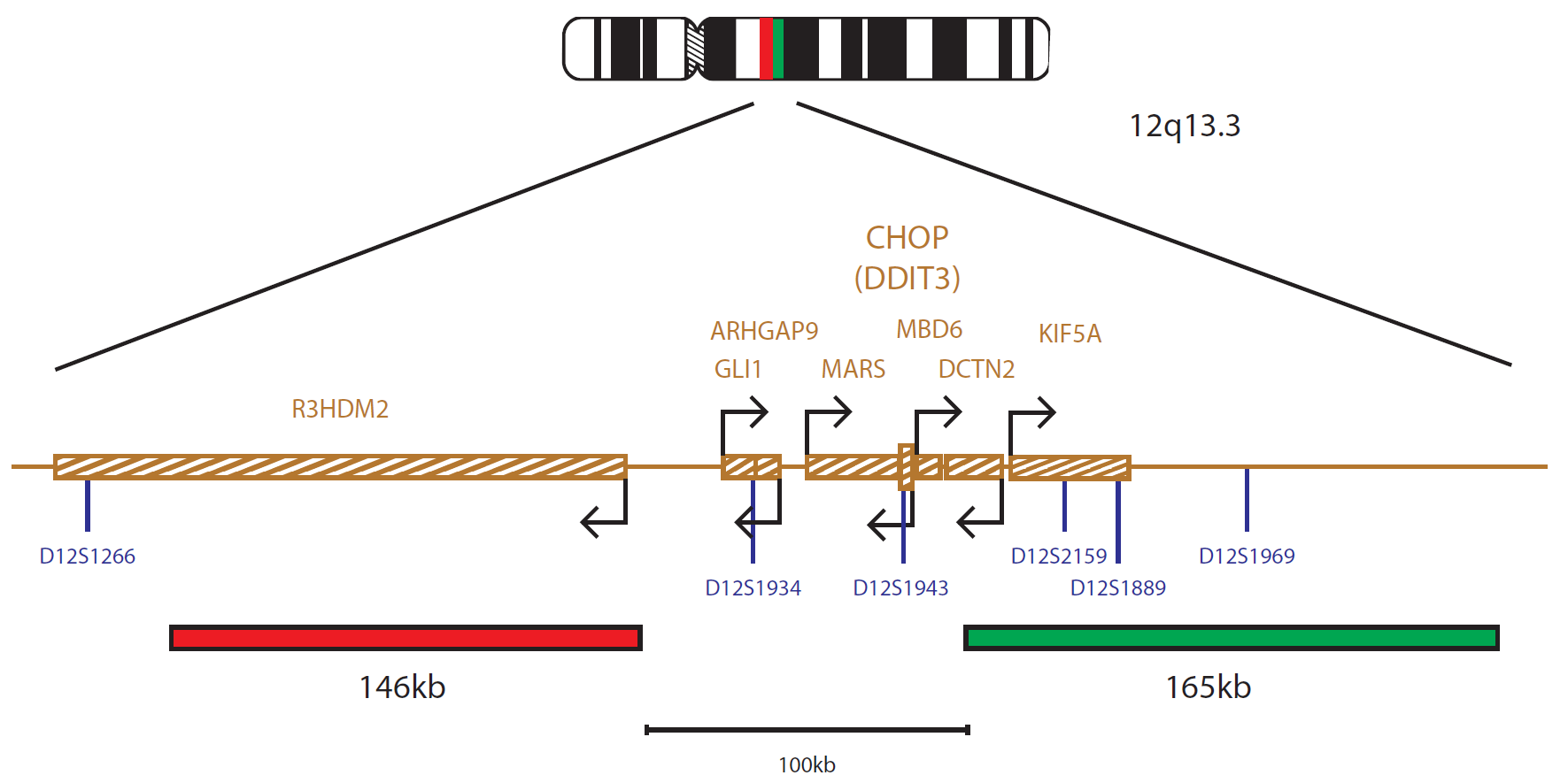 Fluorescence in situ hybridization (FISH) chromosome map showing a probe mix targeting the CHOP (DDIT3) gene.