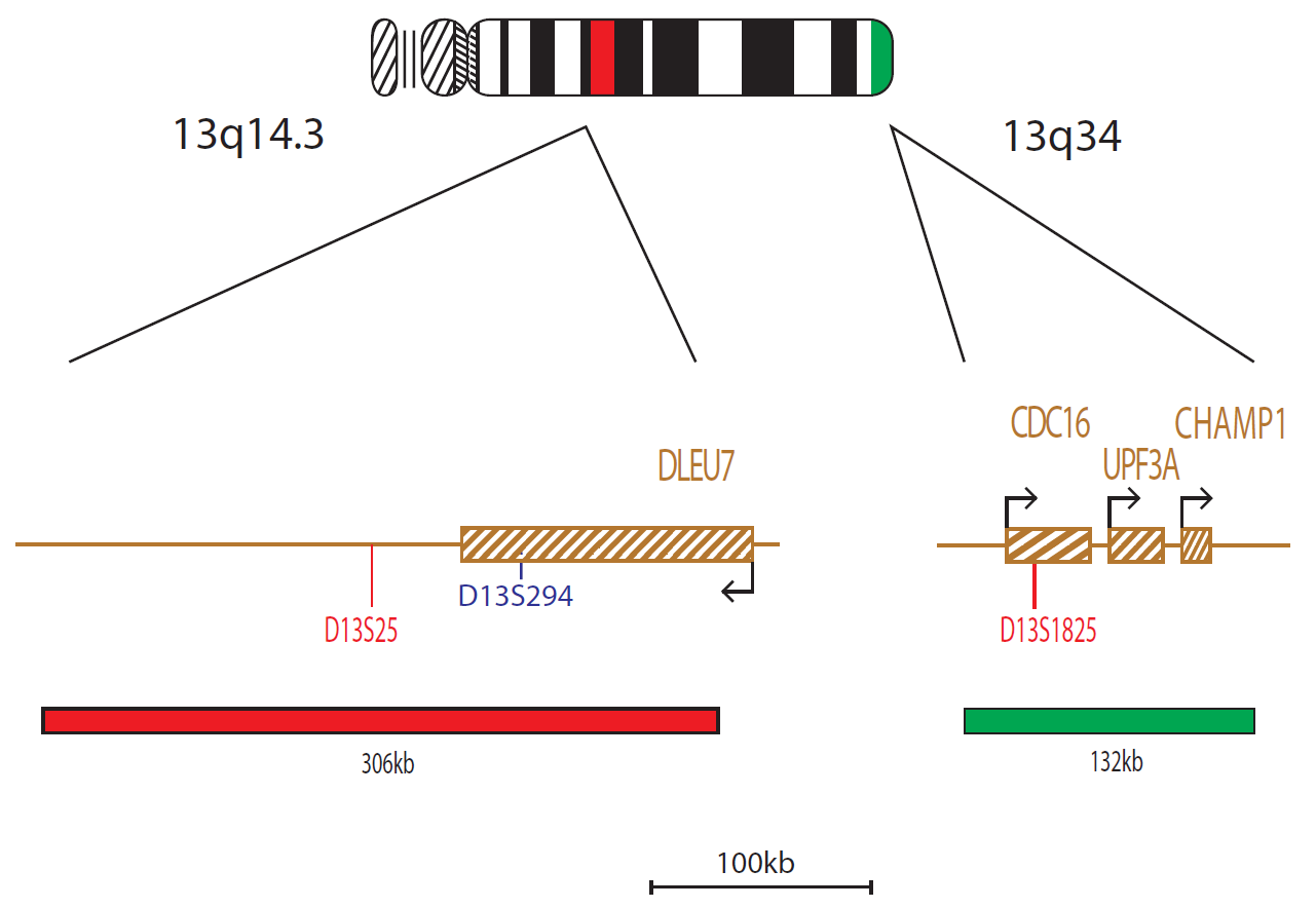 Fluorescence in situ hybridization (FISH) chromosome map showing a probe targeting the regions 13q14.3 (D13S25) and 13q34.