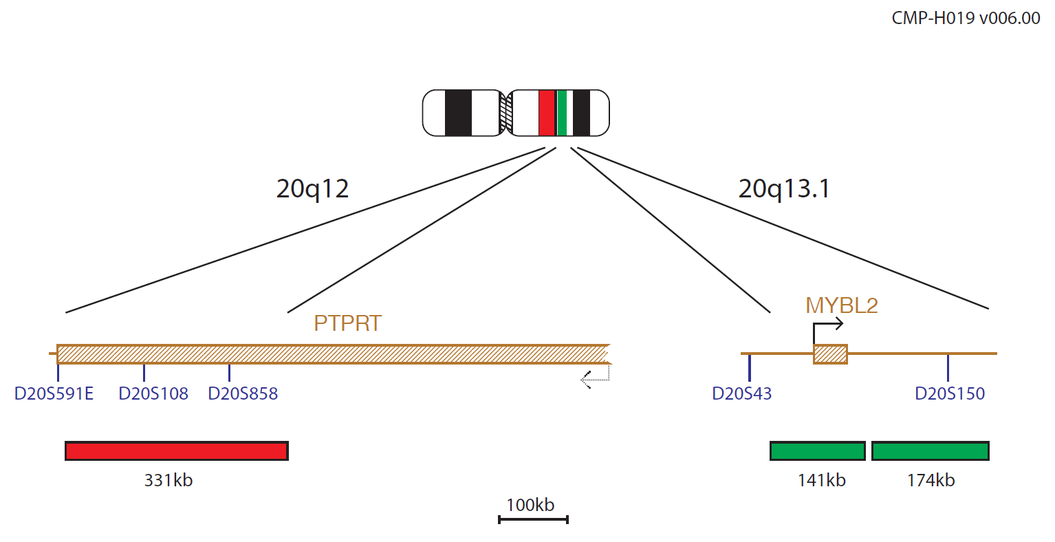 Fluorescence in situ hybridisation (FISH) chromosome map showing a probe targeting the regions 20q12 and 20q13.1.