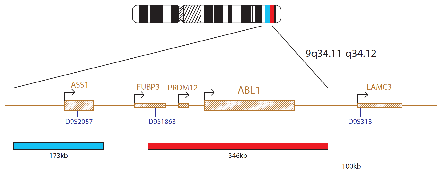 Fluorescence in situ hybridization (FISH) chromosome map showing a probe targeting the ABL (ABL1) gene.