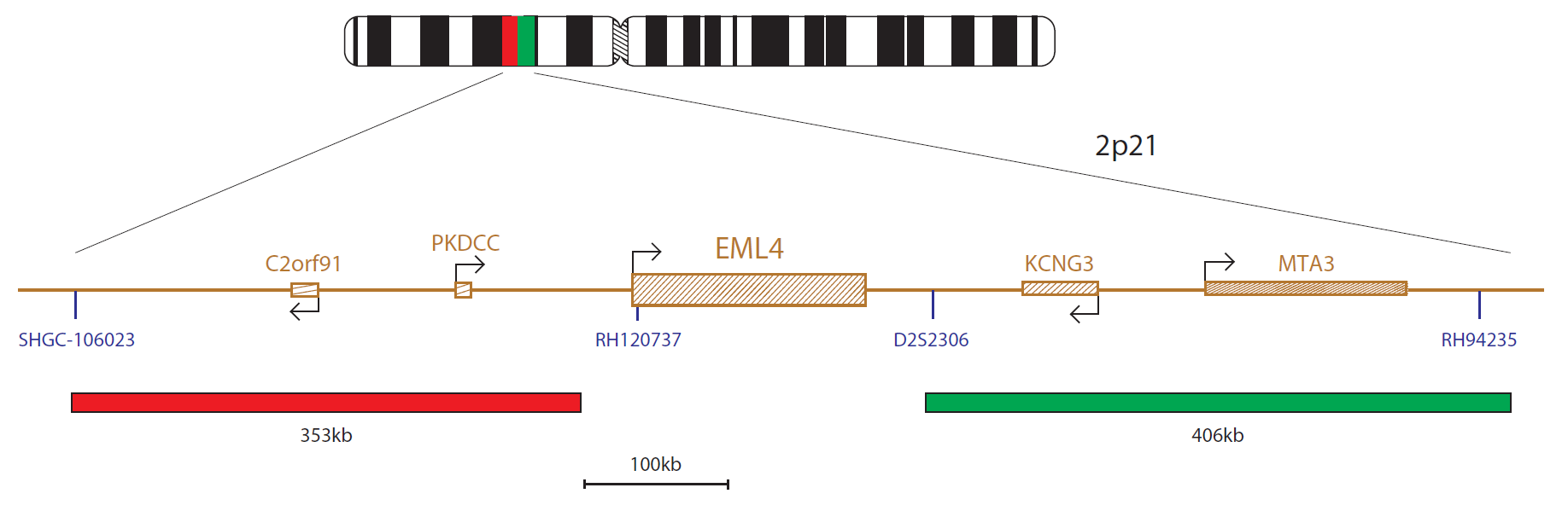 Fluorescence in situ hybridization (FISH) chromosome map showing a probe mix targeting the EML4 gene.