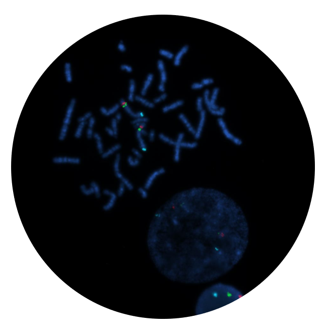 Fluorescence in situ hybridisation (FISH) microscope image of the CytoCell Del(5q) Plus Tri-Colour Deletion probe.