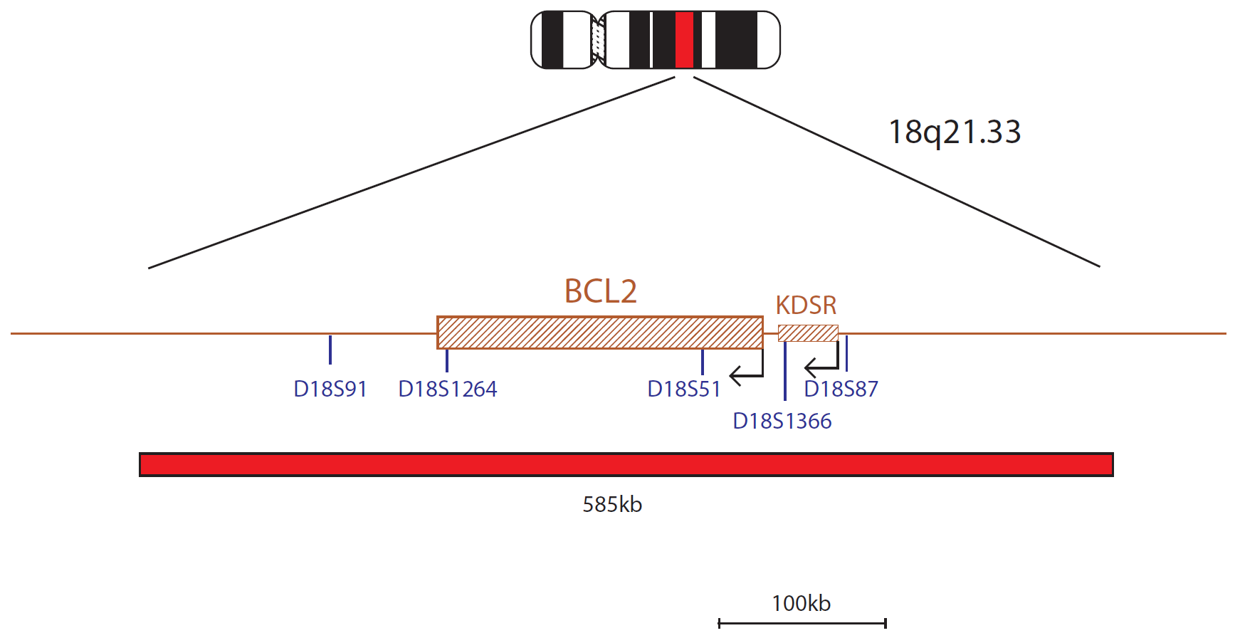 Fluorescence in situ hybridization (FISH) chromosome map showing a probe targeting the BCL2 gene.