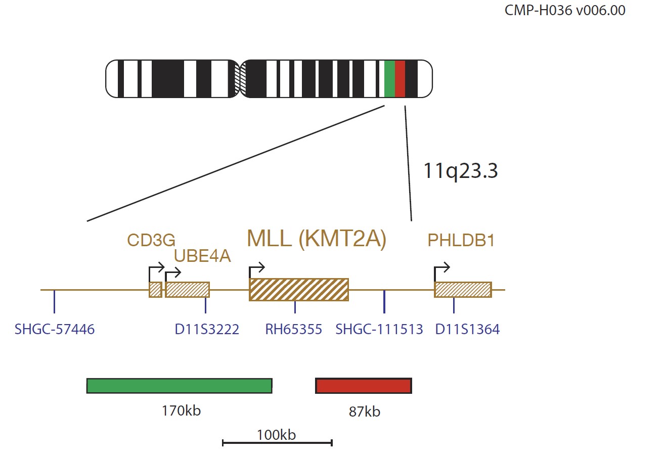 CDA LPH013 KMT2A FISH Probe Chromosome Map