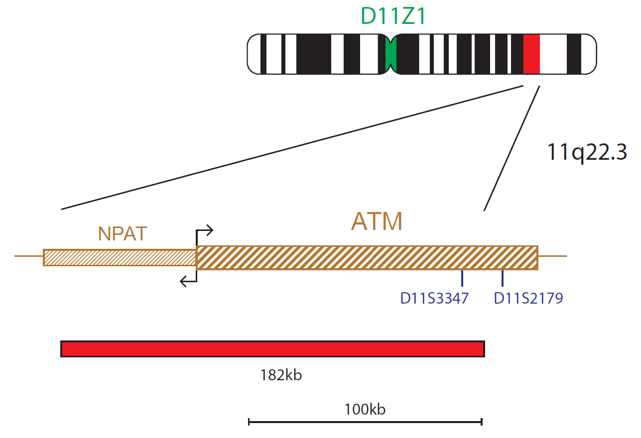 Fluorescence in situ hybridization (FISH) chromosome map showing a probe targeting the ATM gene.