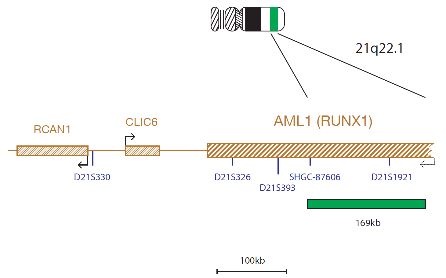 Fluorescence in situ hybridization (FISH) chromosome map showing a probe targeting the AML1 (RUNX1) gene.