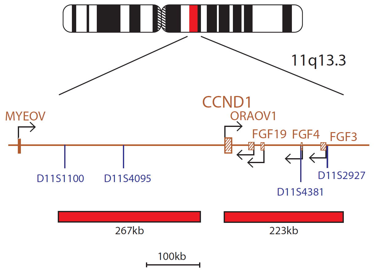 Fluorescence in situ hybridization (FISH) chromosome map showing a probe mix targeting the CCND1 gene.
