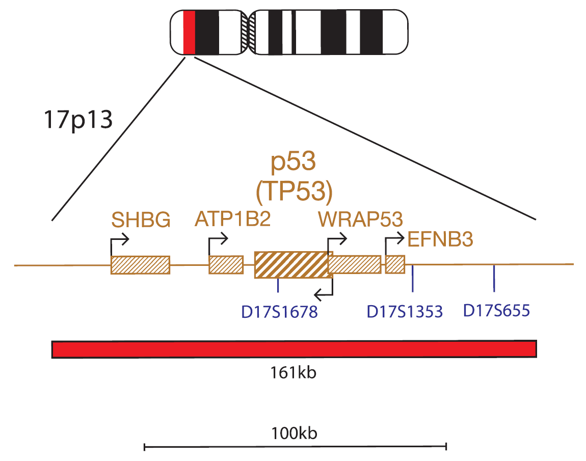 Fluorescence in situ hybridization (FISH) chromosome map showing a probe targeting the P53 (TP53) gene.