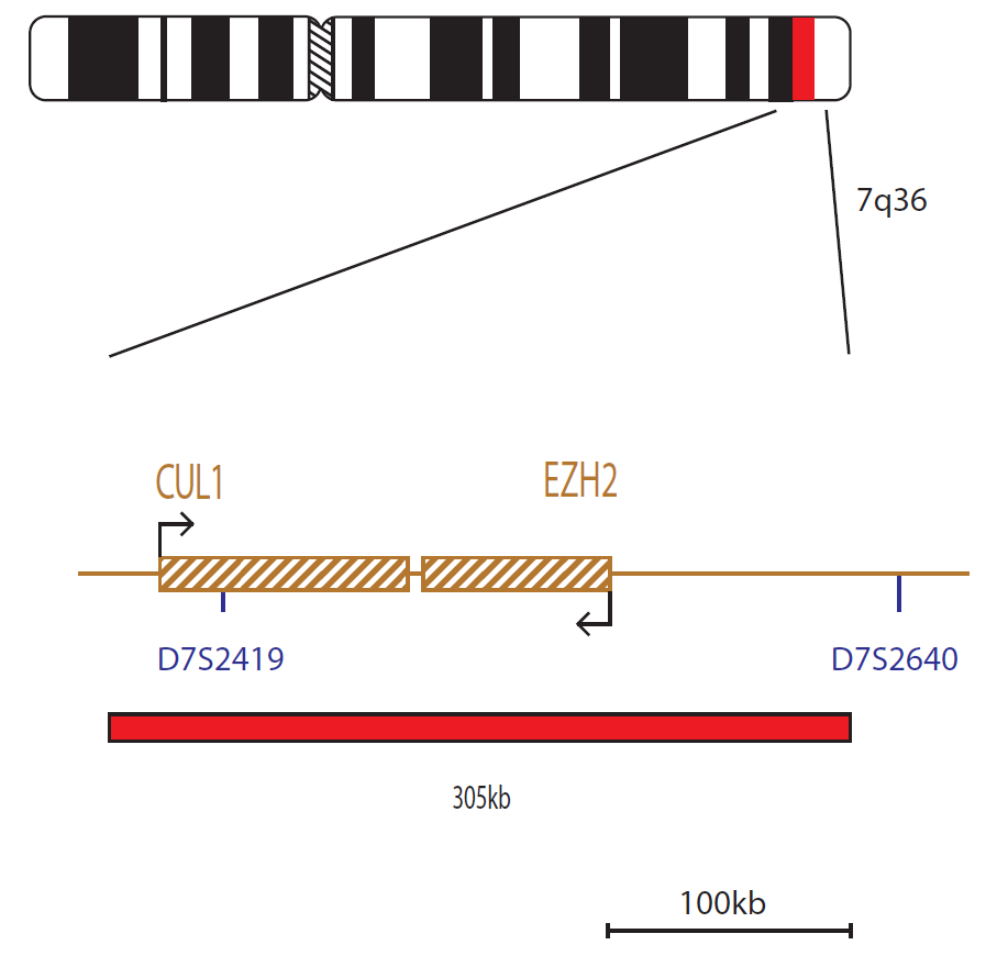 Fluorescence in situ hybridization (FISH) chromosome map showing a probe targeting the EZH2 gene.