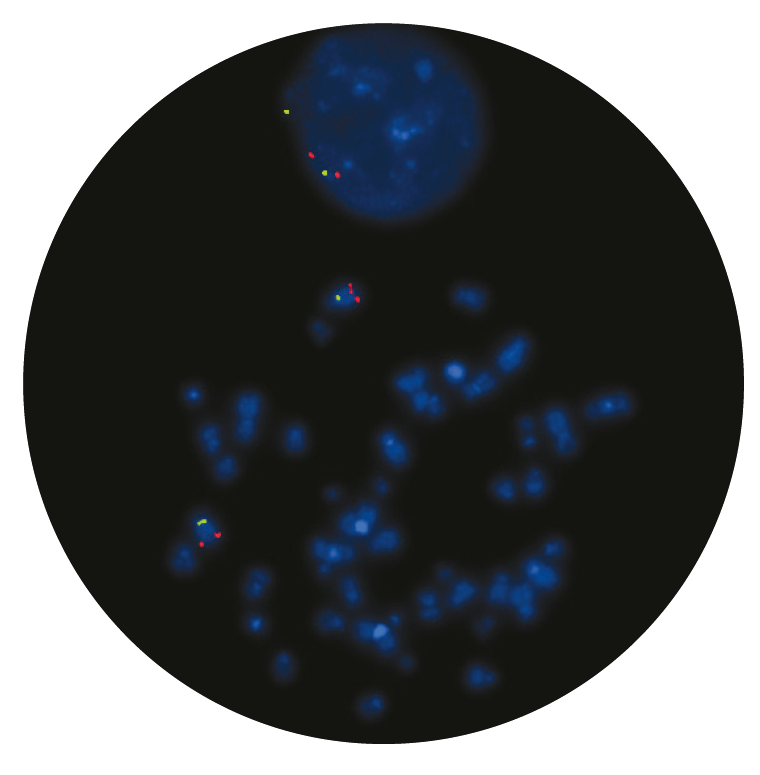 Fluorescence in situ hybridization (FISH) microscope image of the CytoCell MYB Deletion probe.