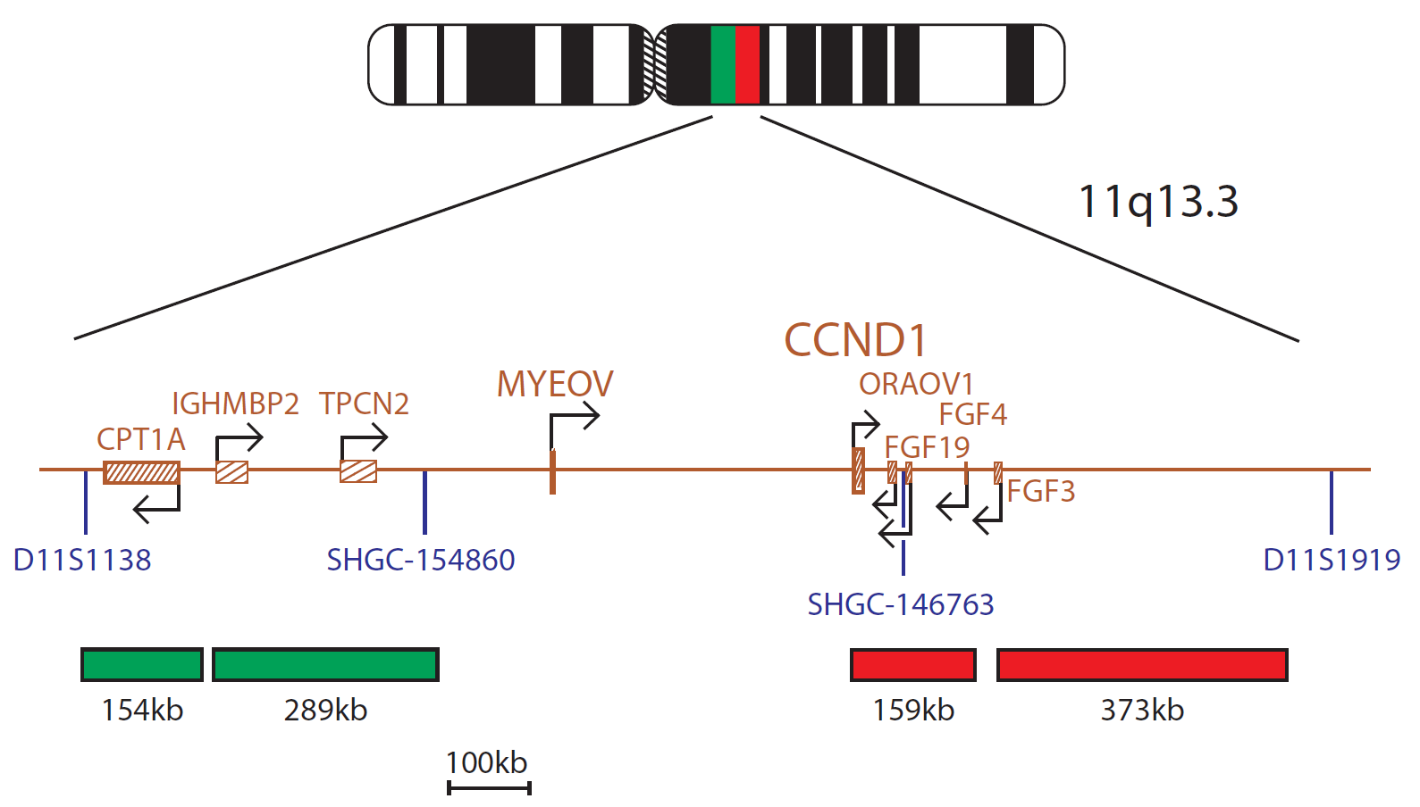 Fluorescence in situ hybridization (FISH) chromosome map showing a probe mix targeting the CCND1 gene.