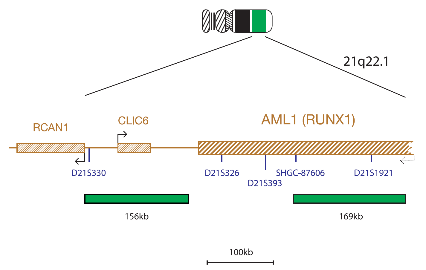 Fluorescence in situ hybridization (FISH) chromosome map showing a probe targeting the AML1 (RUNX1) gene.
