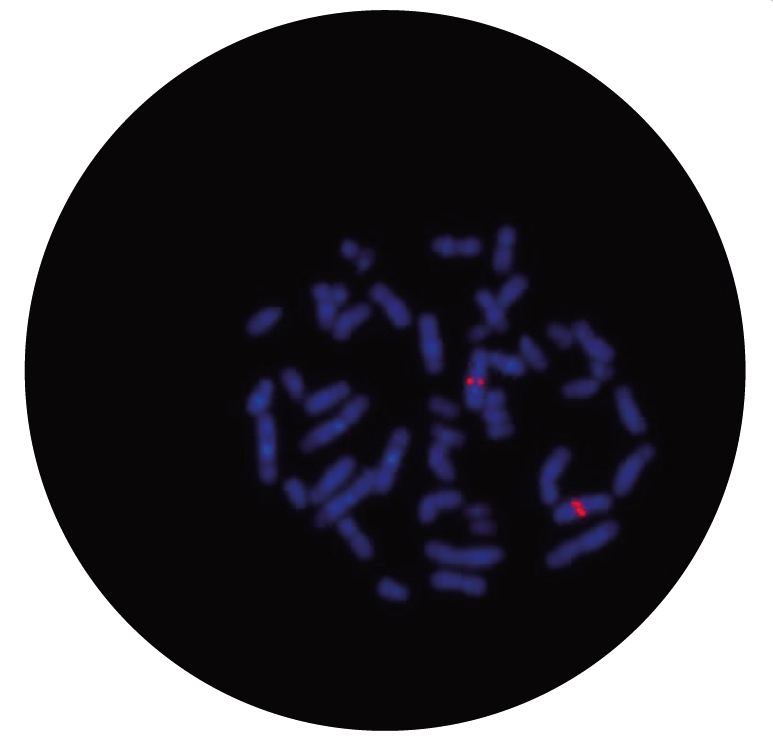 Fluorescence in situ hybridization (FISH) microscope image of the CytoCell TET2 Probe Red.