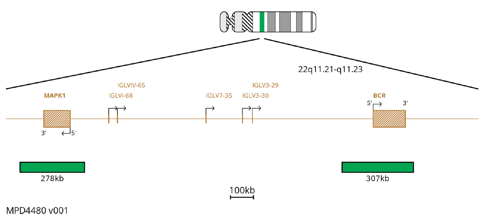 Fluorescence in situ hybridisation (FISH) chromosome map showing probes targeting the IGL region.