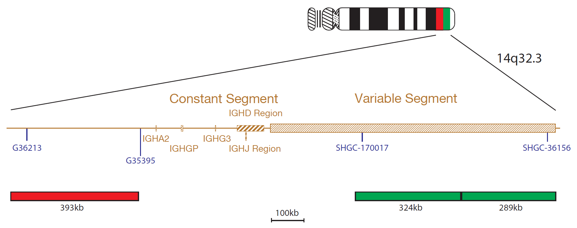 Fluorescence in situ hybridisation (FISH) chromosome map showing a probe targeting the IGH gene.