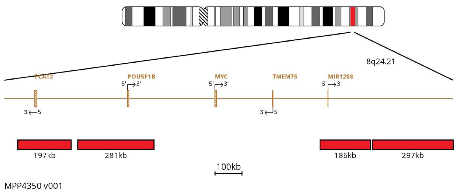 Fluorescence in situ hybridisation (FISH) chromosome map showing probes targeting the MYC gene.