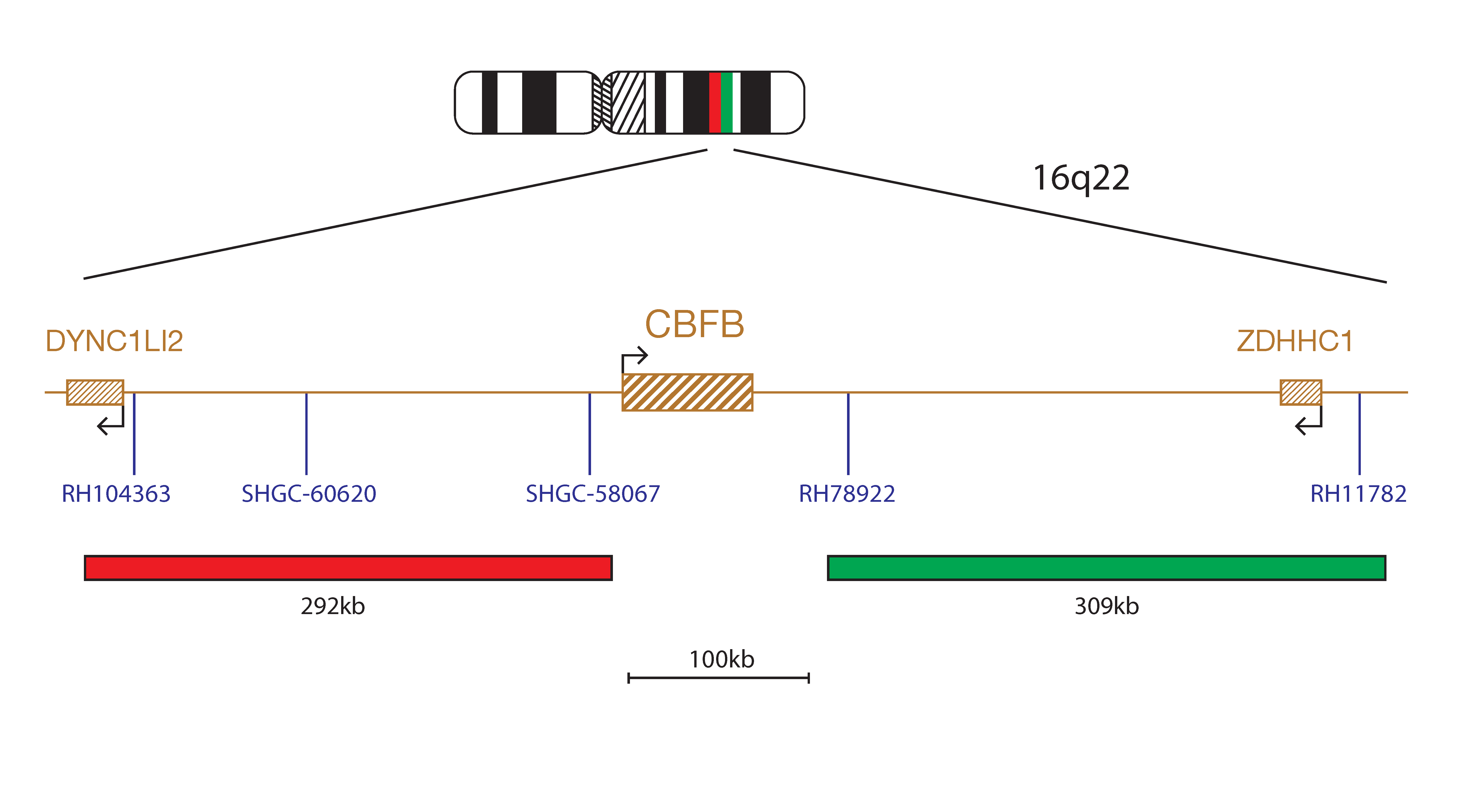 Fluorescence in situ hybridisation (FISH) chromosome map showing a probe targeting the CBFB gene.