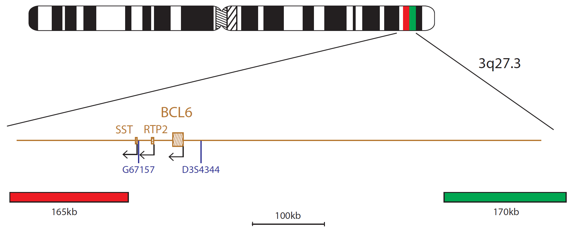Fluorescence in situ hybridization (FISH) chromosome map showing a probe targeting the BCL6 gene.