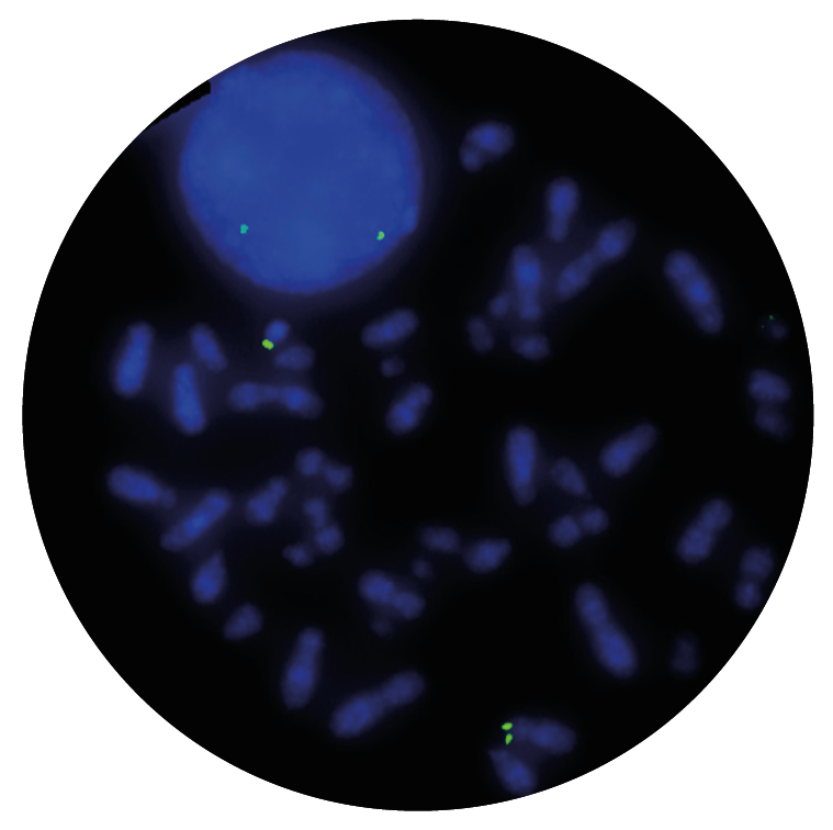 Fluorescence in situ hybridization (FISH) microscope image of the CytoCell P2RY8 Proximal probe.