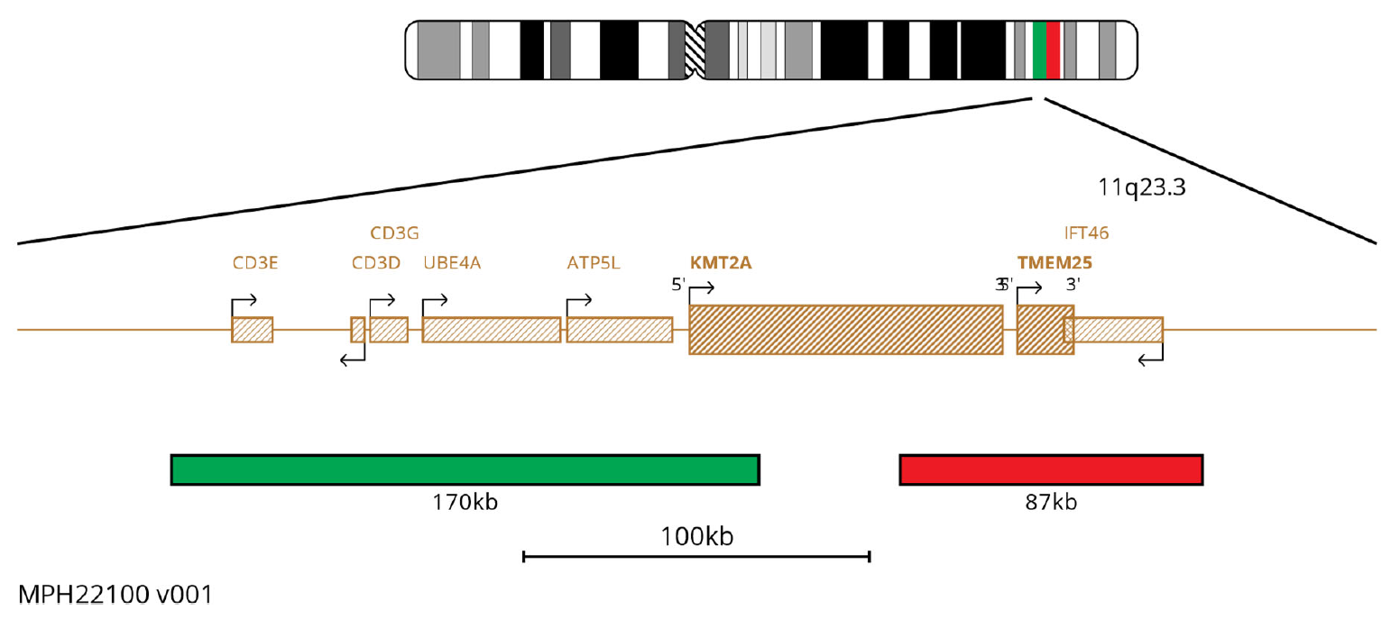 Fluorescence in situ hybridisation (FISH) chromosome map showing probes targeting the MLL (KMT2A) gene.
