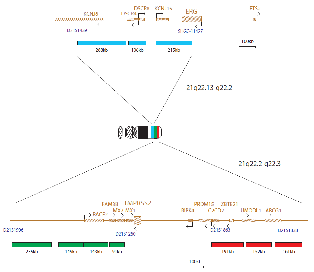 Fluorescence in situ hybridisation (FISH) chromosome map showing a probe targeting the TMPRSS2 and ERG genes.