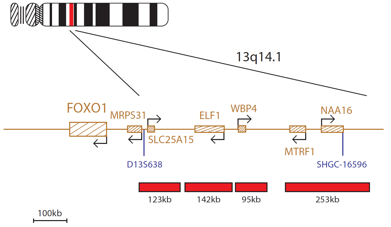 Fluorescence in situ hybridization (FISH) chromosome map showing a probe mix distal to the FOXO1 gene.
