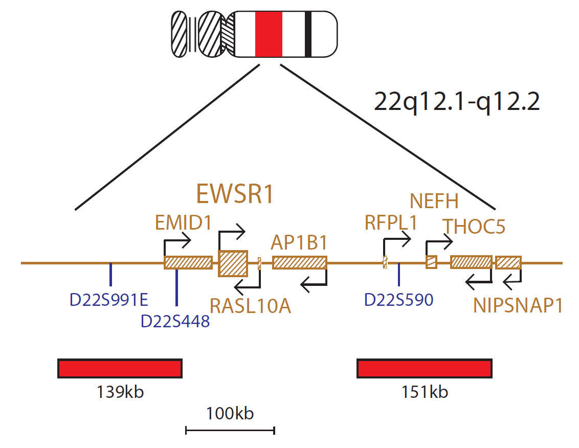 Fluorescence in situ hybridisation (FISH) chromosome map showing a probe targeting the EWSR1 gene.