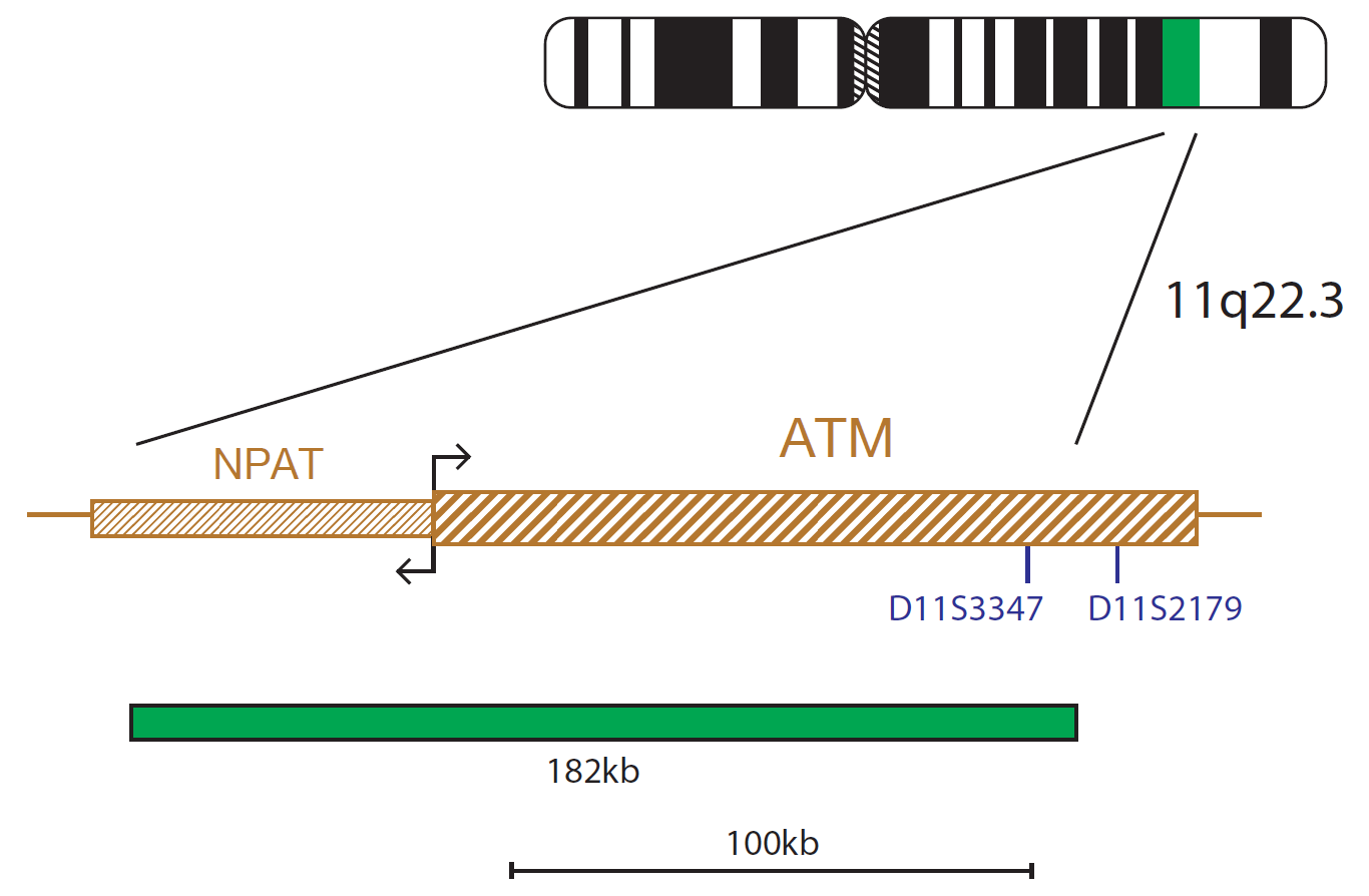 Fluorescence in situ hybridization (FISH) chromosome map showing a probe targeting the ATM gene.