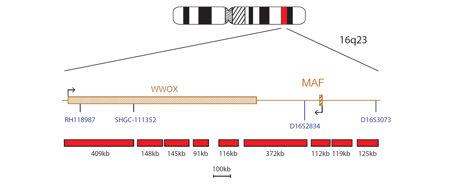 Fluorescence in situ hybridisation (FISH) chromosome map showing a probe targeting the MAF gene.