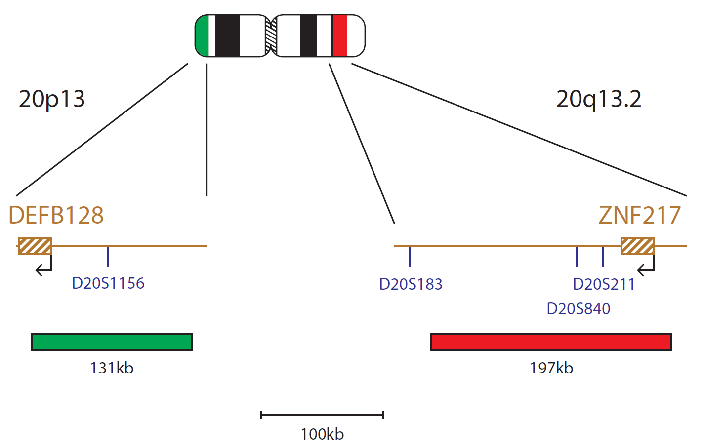 Fluorescence in situ hybridization (FISH) chromosome map showing a probe targeting the ZNF217 gene.