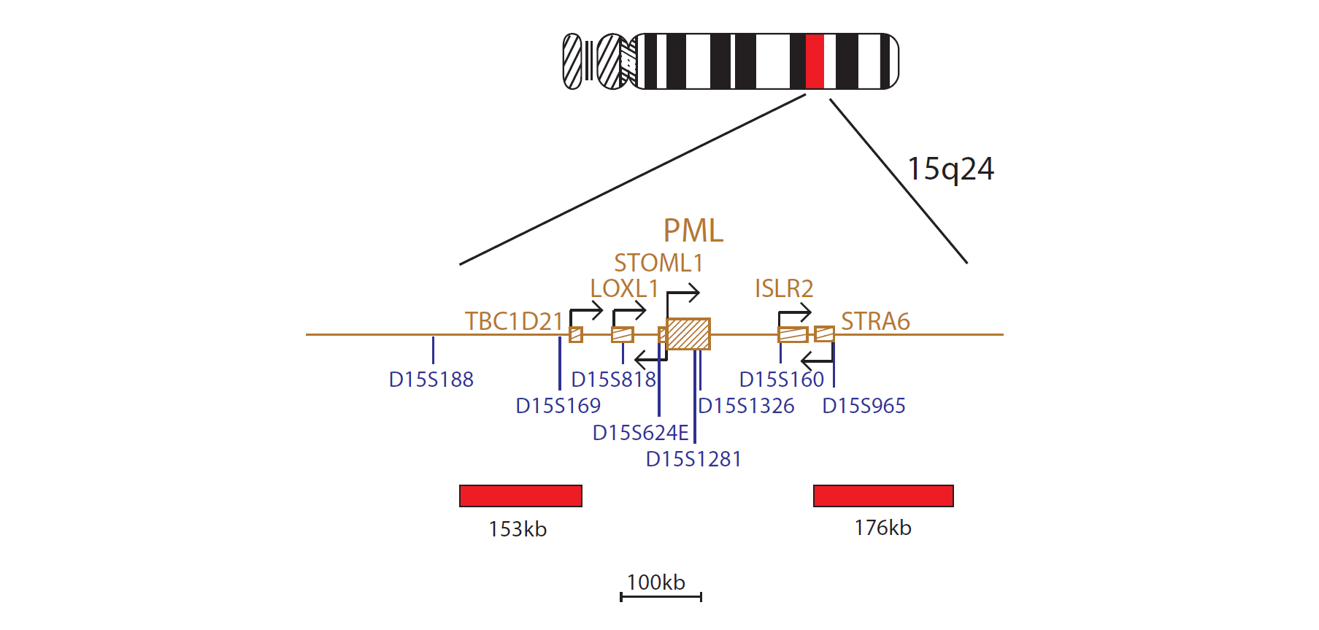 Fluorescence in situ hybridisation (FISH) chromosome map showing a probe targeting the PML gene.