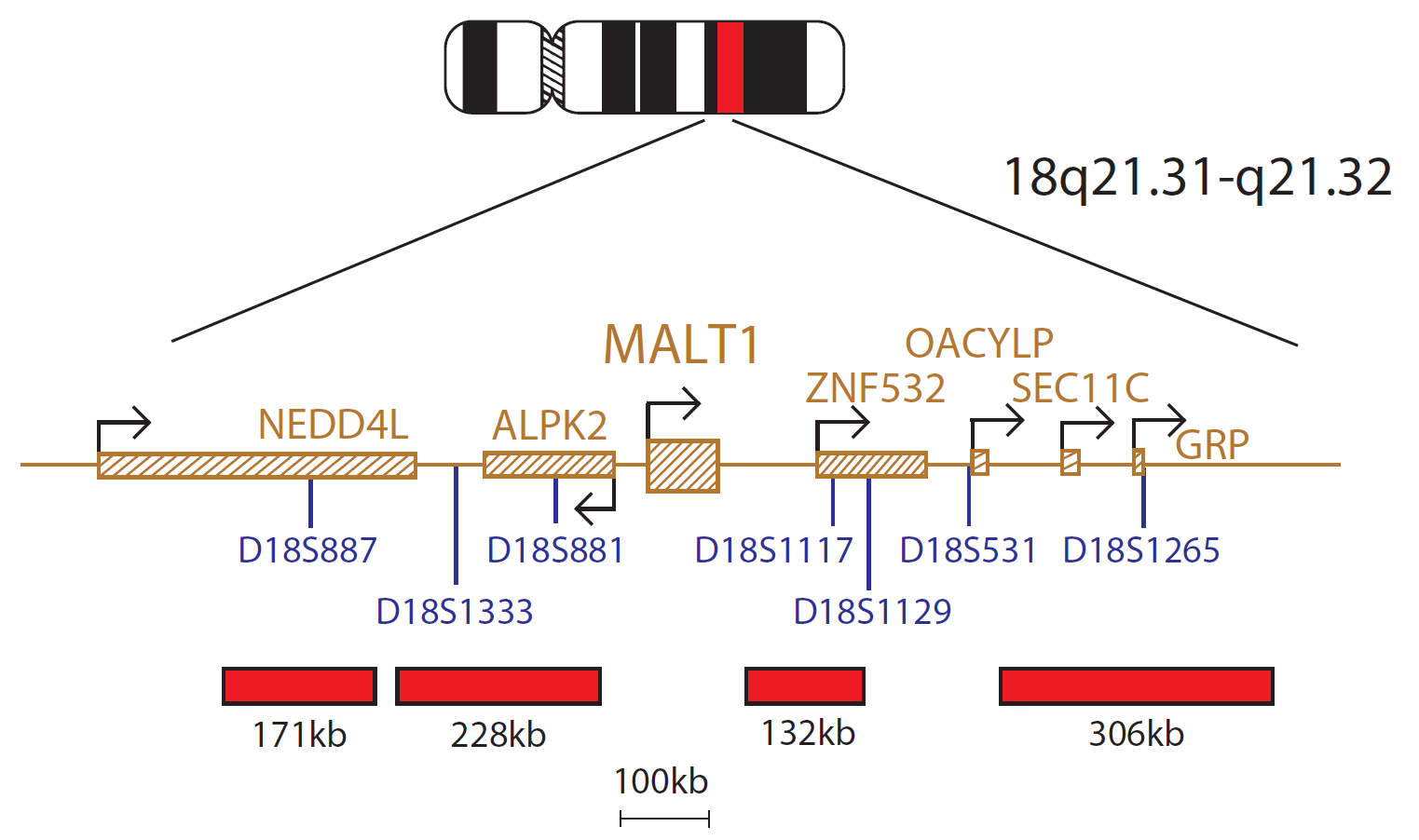 Fluorescence in situ hybridisation (FISH) chromosome map showing a probe targeting the MALT1 gene.