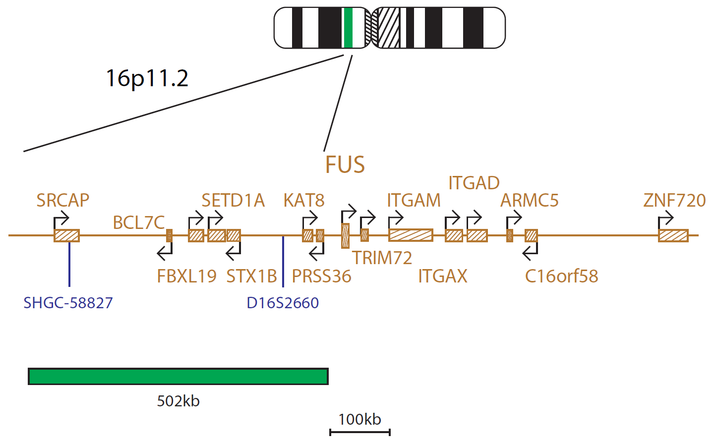 Fluorescence in situ hybridization (FISH) chromosome map showing a probe distal to the FUS gene.